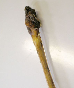 Picture of Penis hovězí sušený celý 100 - 120cm