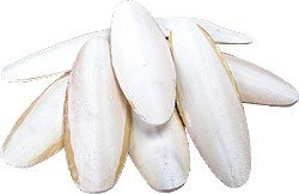 Picture of Sépiová kost velká 20cm 10ks