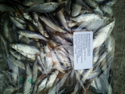 Obrázek Bílá ryba 15cm 1kg