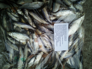 Picture of Bílá ryba 15cm 1kg