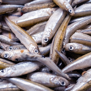 Picture of Grundle 500g